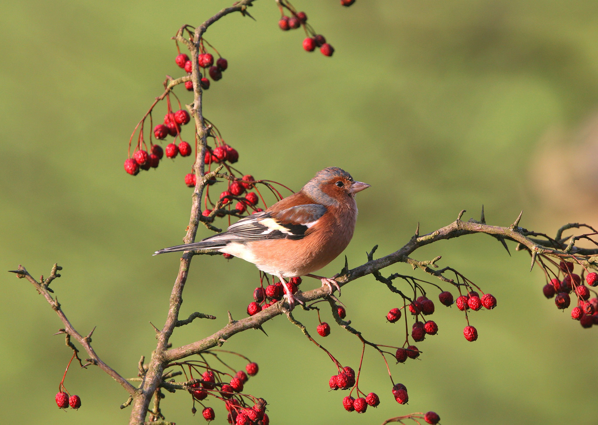 Chaffinch-with-berries