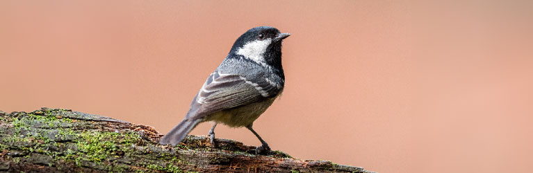 Coal Tit