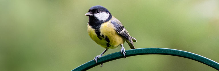  Great Tit