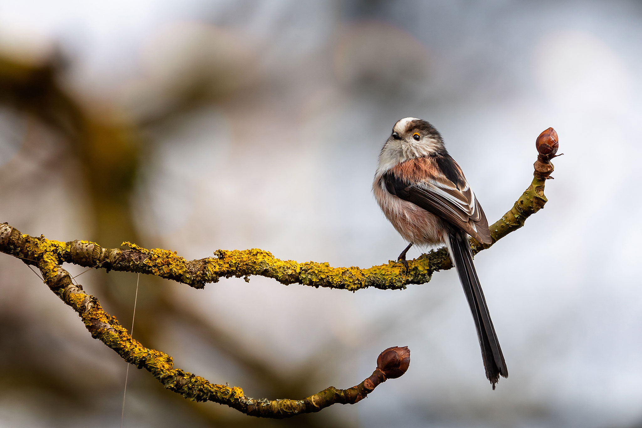 Close up of a Long Tailed Tit perched on a lichen covered branch