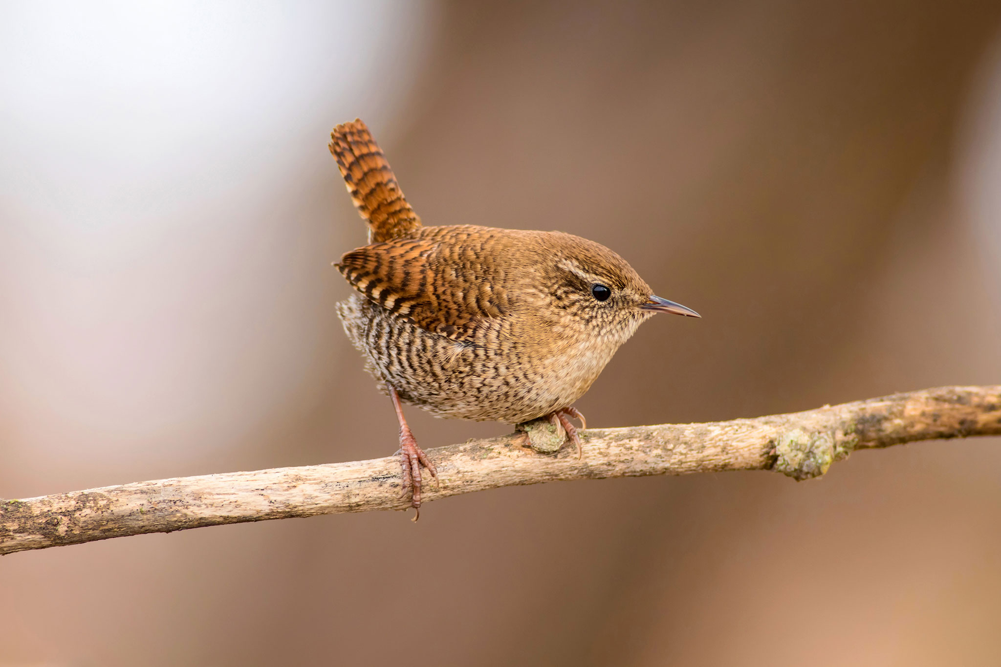 Cute bird. Brown natural background. Bird: Eurasian Wren. Troglodytes troglodytes