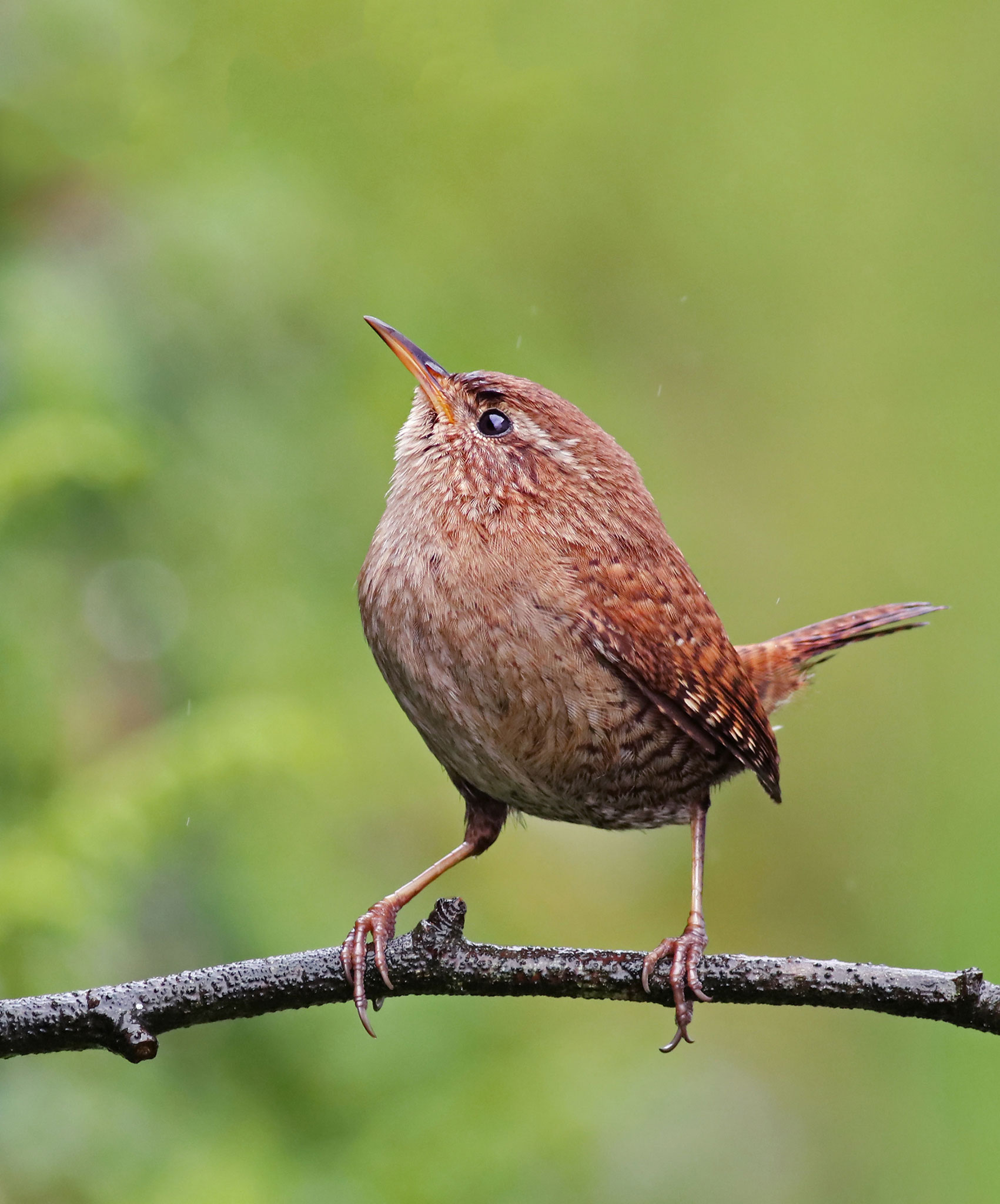 Vertical image of a cute and tiny eurasian wren (Troglodytes troglodytes) standing on a branch with natural green forest background. Small wild garden bird background image. Lugo, Spain.