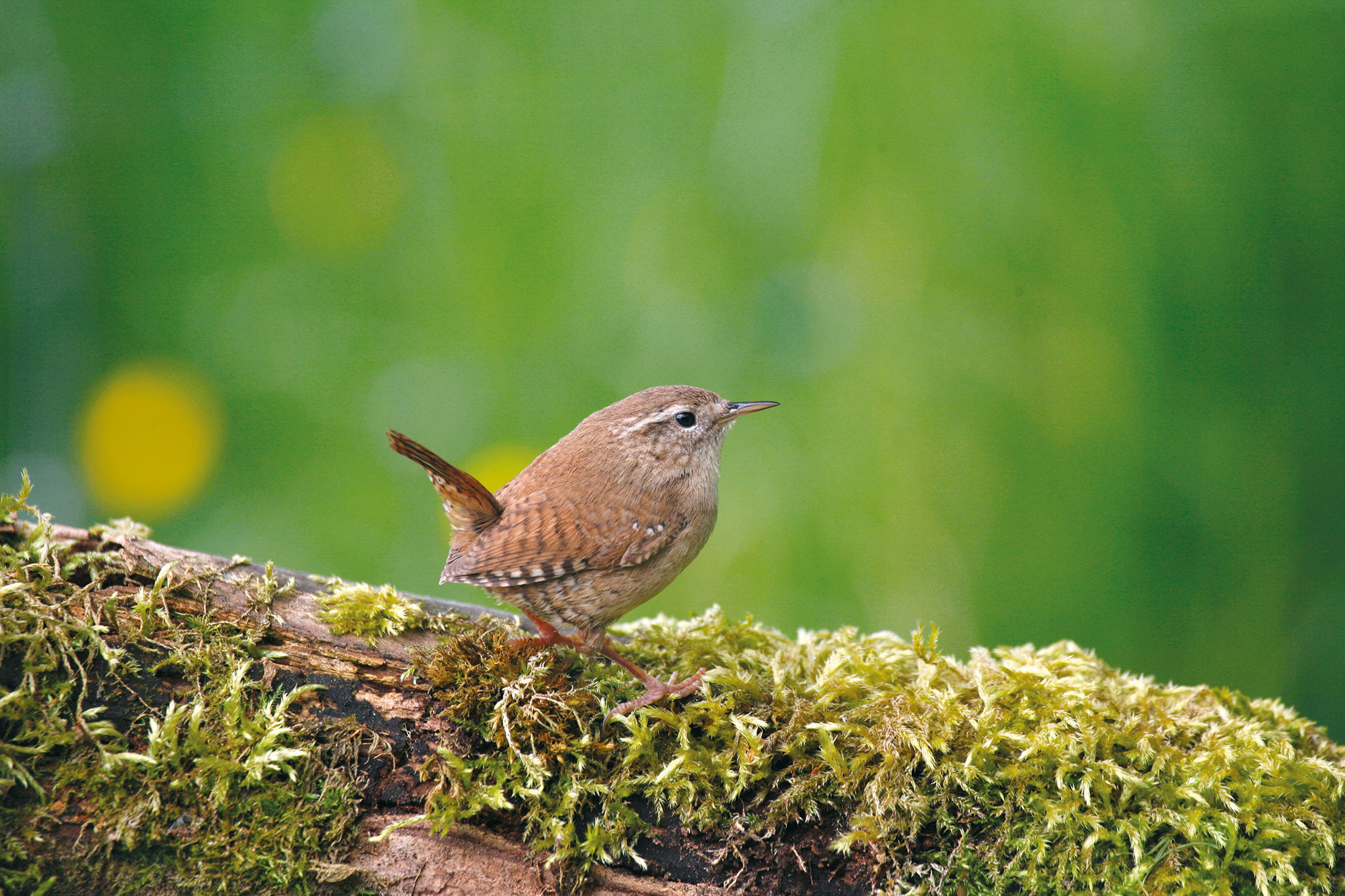 Wren-on-mossy-log