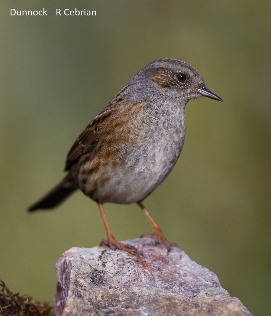 Dunnock