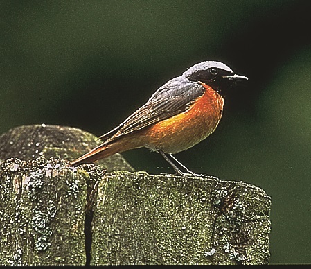 Redstart