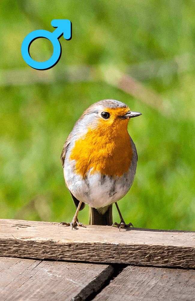 Male robin