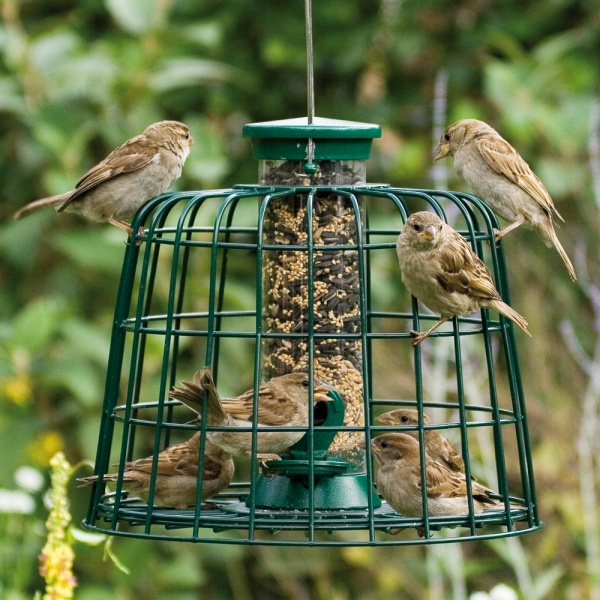 Birds on a feeder