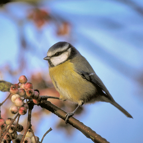 Blue Tit