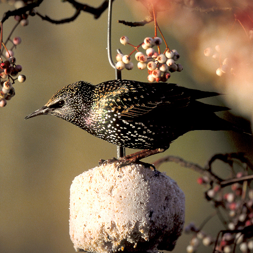 Starling