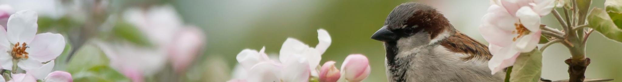 National Trust Blossom Watch