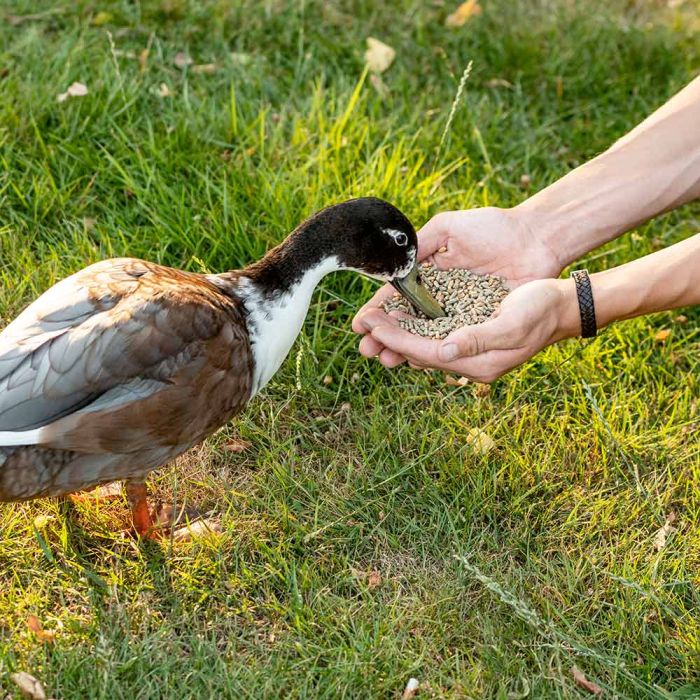 CJ Wildlife Duck and Swan Food (2.5kg)