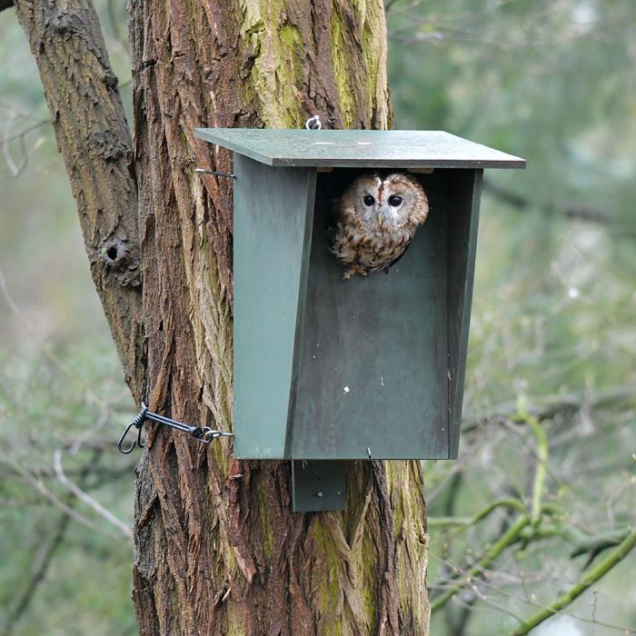 WiFi Nest Box Camera  Barn Owl Box Company