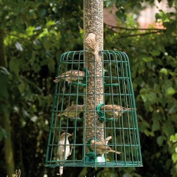 adventurer 4 port seed feeder with guardian