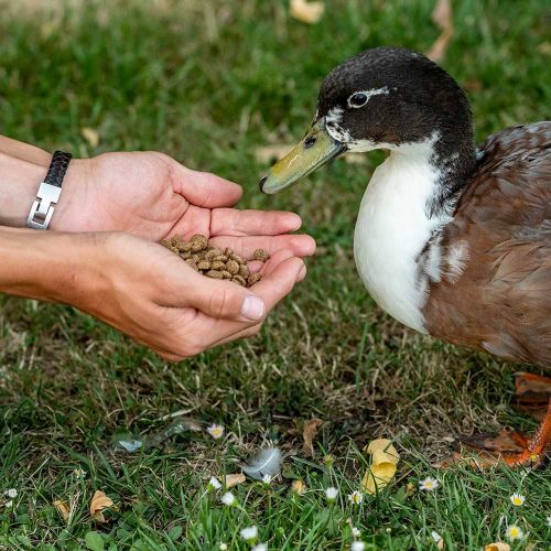 National Trust Kids Duck & Swan Food (floating)