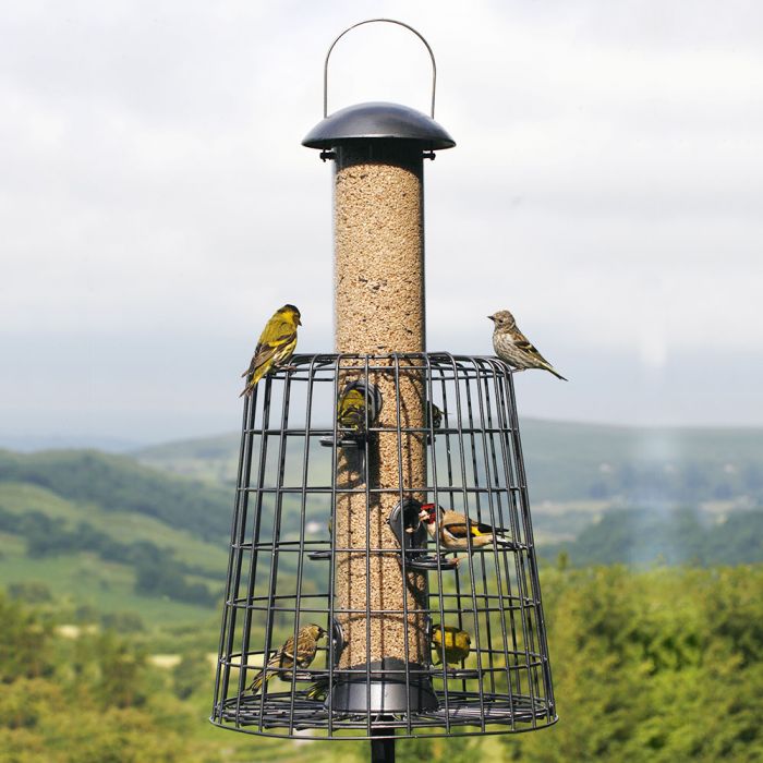 robins ground feeders