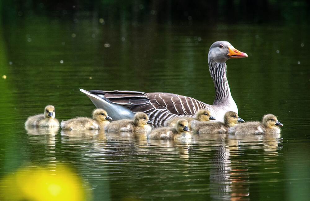 A family of ducks on the water