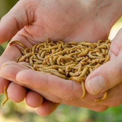 Shop Mealworms