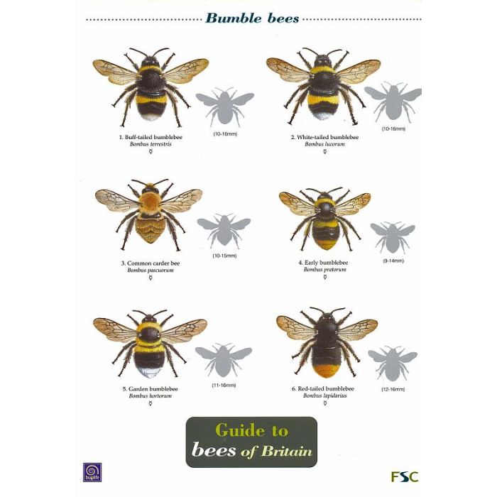 ID Chart - Guide to Bees of Britain